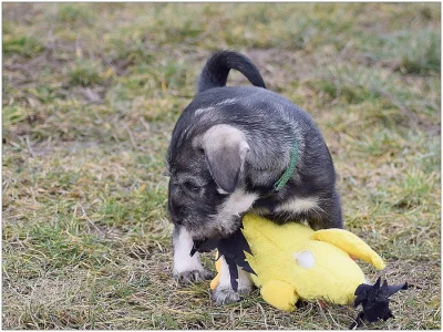 Štěně knírače středního pepř a sůl